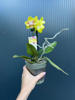 Phalaenopsis Yaphon Yellow Green Batman | Storczyk