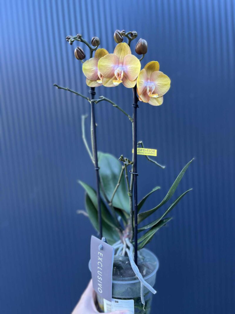 Phalaenopsis Las Vegas Gold | Storczyk