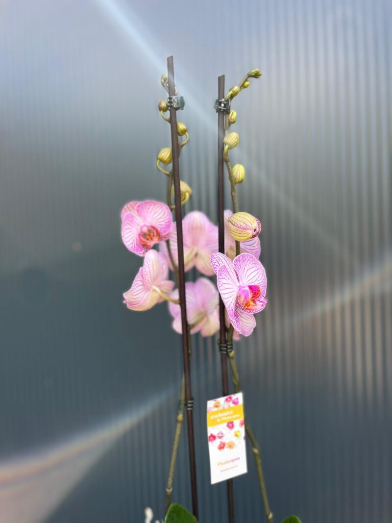 phalaenopsis tropic picotee | Storczyk przekwitnięty