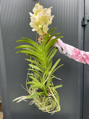 Vanda | Wanda storczyk | mix kolorów