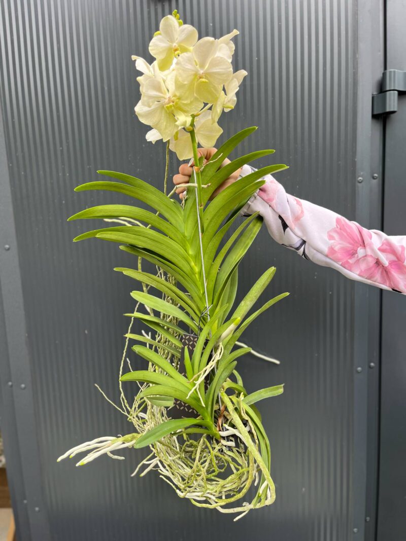 Vanda | Wanda storczyk | mix kolorów