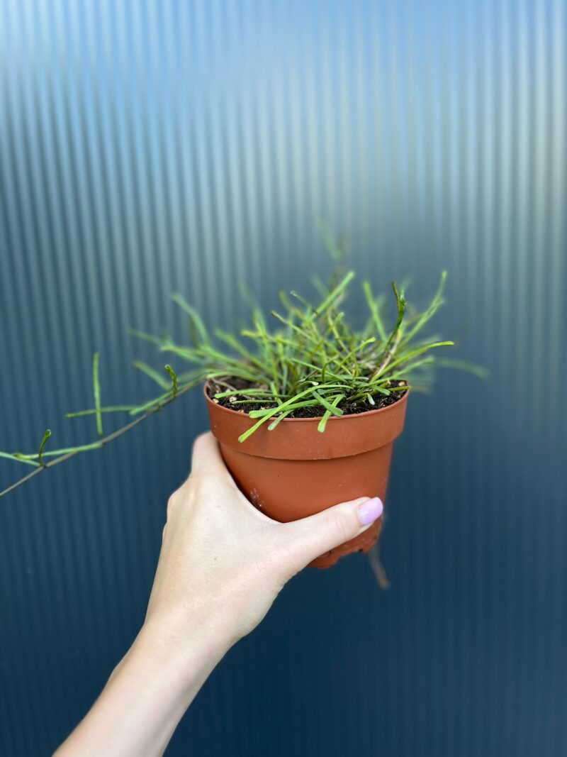 Hoya Retusa | Hoja
