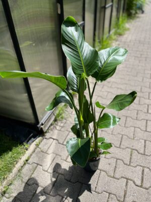 Strelitzia nicolai | Strelicja