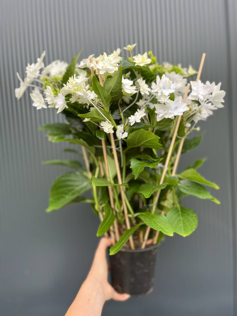 Hortensja Ogrodowa | Hydrangea macrophylla white hybrid