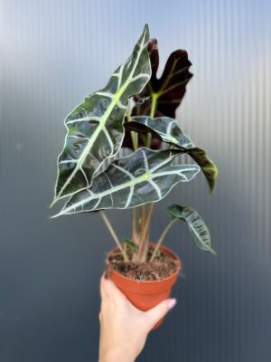 Alocasia Polly