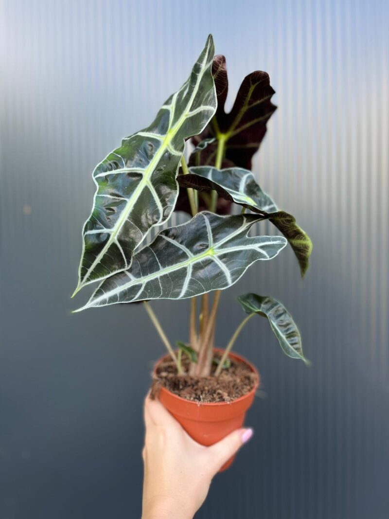 Alocasia Polly
