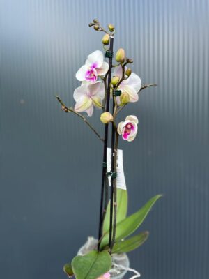Phalaenopsis Limited 24 – Przekwitający
