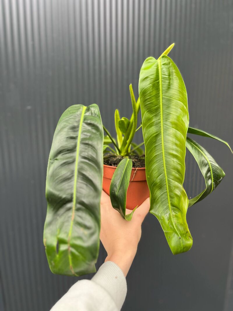 Philodendron Patriciae