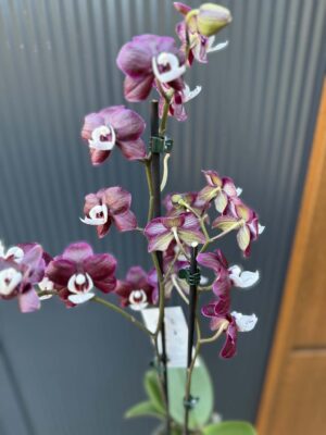 Phalaenopsis ‘Black Widow’ I Storczyk