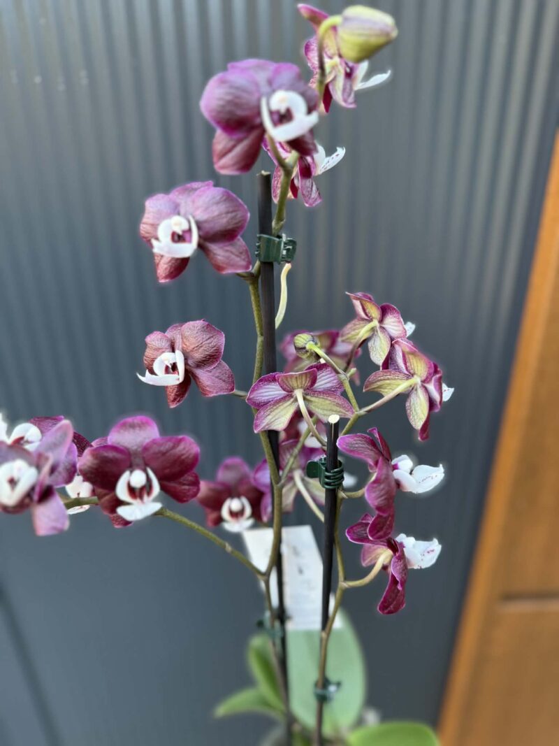 Phalaenopsis ‘Black Widow’ I Storczyk