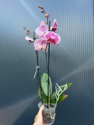 Phalaenopsis Veronika | Storczyk