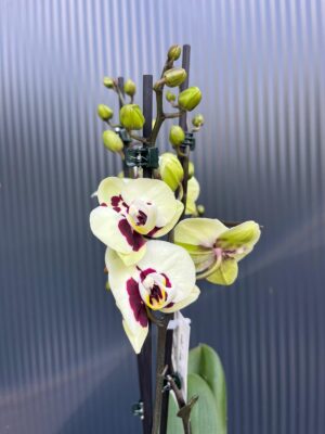 phalaenopsis deep secret | Storczyk