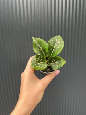 Aglaonema Tom’s Pride