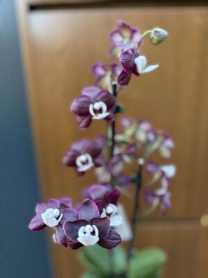 Phalaenopsis ‘Black Widow’ I Storczyk