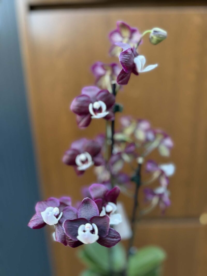 Phalaenopsis ‘Black Widow’ I Storczyk