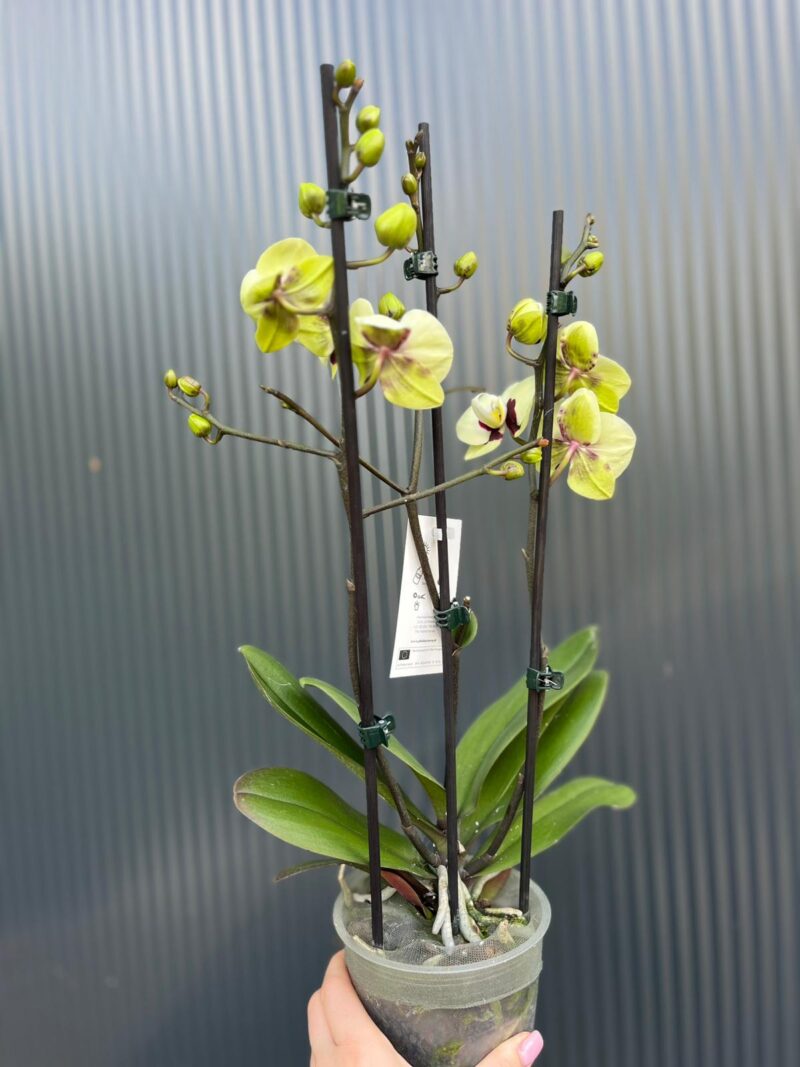 phalaenopsis deep secret | Storczyk