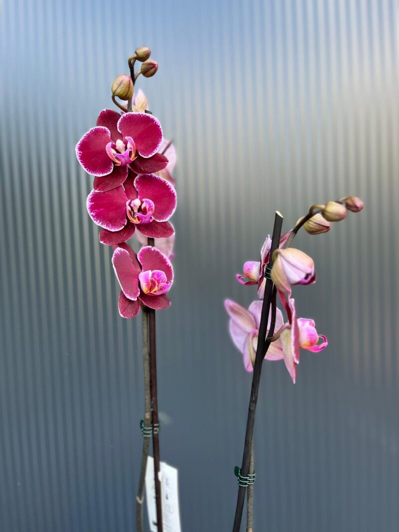 Phalaenopsis Elegant Debora | Storczyk