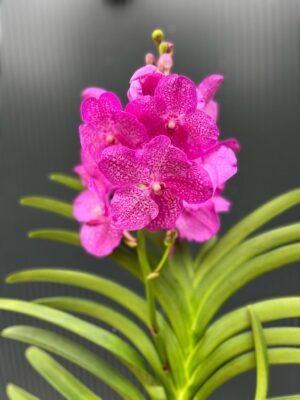 Vanda | Wanda storczyk | mix kolorów