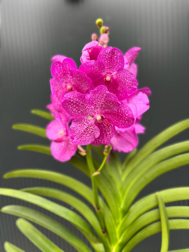 Vanda | Wanda storczyk | mix kolorów