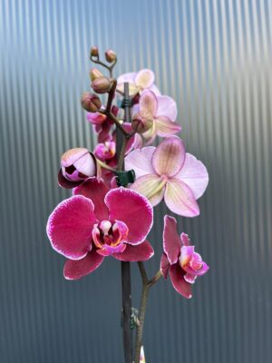 Phalaenopsis Elegant Debora | Storczyk