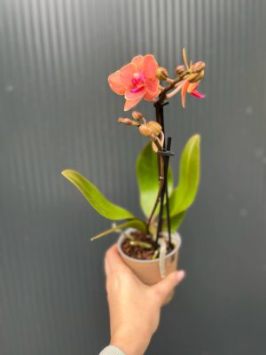 Phalaenopsis Kolibri Orange | Storczyk