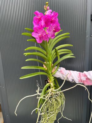 Vanda | Wanda storczyk | mix kolorów