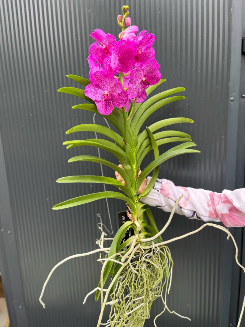 Vanda | Wanda storczyk | mix kolorów