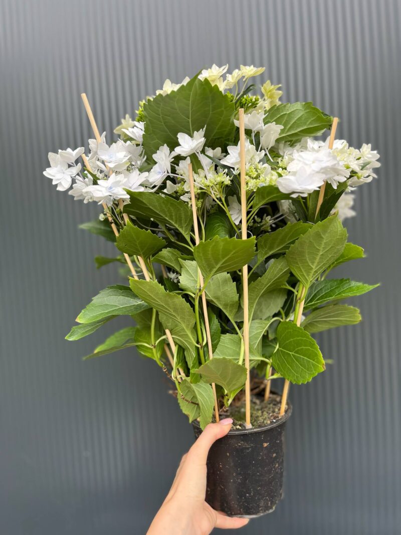 Hortensja Ogrodowa | Hydrangea macrophylla white hybrid