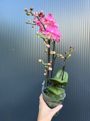 Phalaenopsis Aromio Floral | Storczyk Pachnący