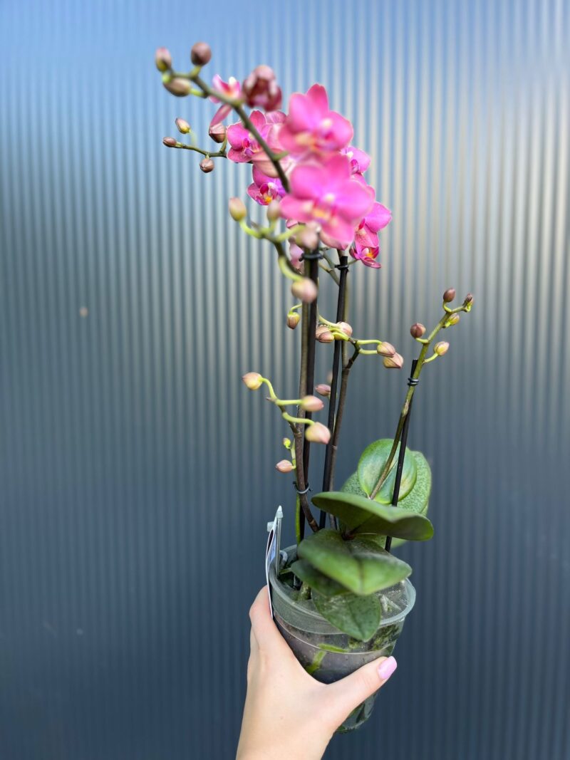 Phalaenopsis Aromio Floral | Storczyk Pachnący