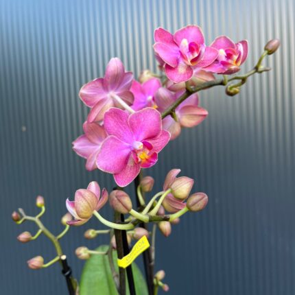 Phalaenopsis Aromio Floral | Storczyk Pachnący