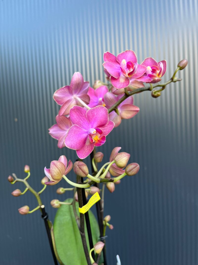 Phalaenopsis Aromio Floral | Storczyk Pachnący