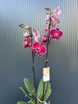 Phalaenopsis Elegant Debora | Storczyk