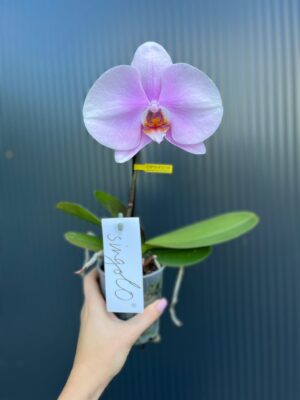 Phalaenopsis Rose Big Singolo Mino