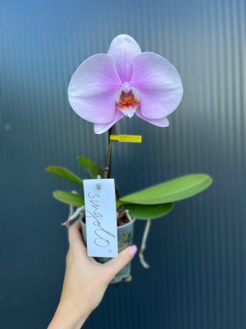 Phalaenopsis Rose Big Singolo Mino
