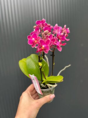 Phalaenopsis ‘Aromio Fruity’ | Storczyk Pachnący