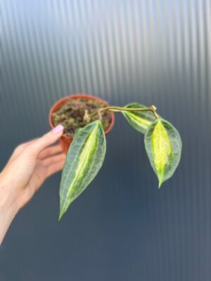 Hoya Pot of Gold