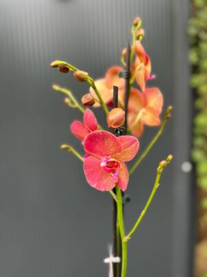 Phalaenopsis ‘Raoul’ I Storczyk