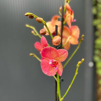 Phalaenopsis ‘Raoul’ I Storczyk