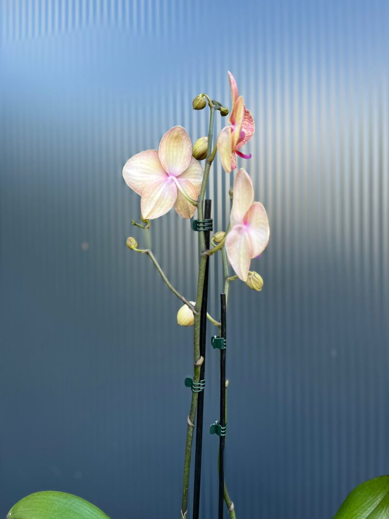 🌸 Phalaenopsis “Spring Mood” | Storczyk