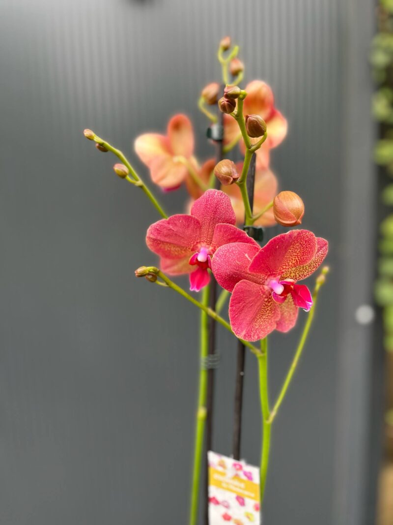 Phalaenopsis ‘Raoul’ I Storczyk
