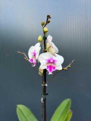 Phalaenopsis Limited 24 – Przekwitający