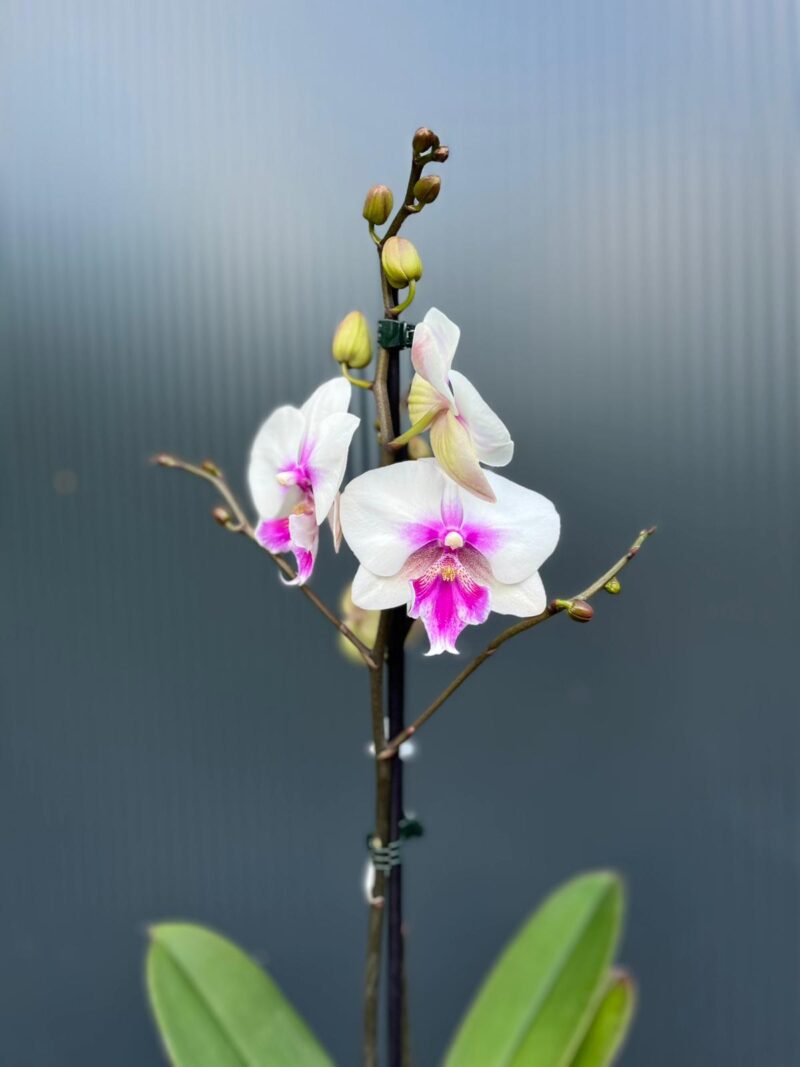 Phalaenopsis Limited 24 – Przekwitający
