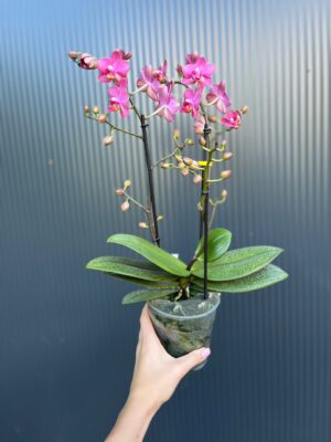 Phalaenopsis Aromio Floral | Storczyk Pachnący