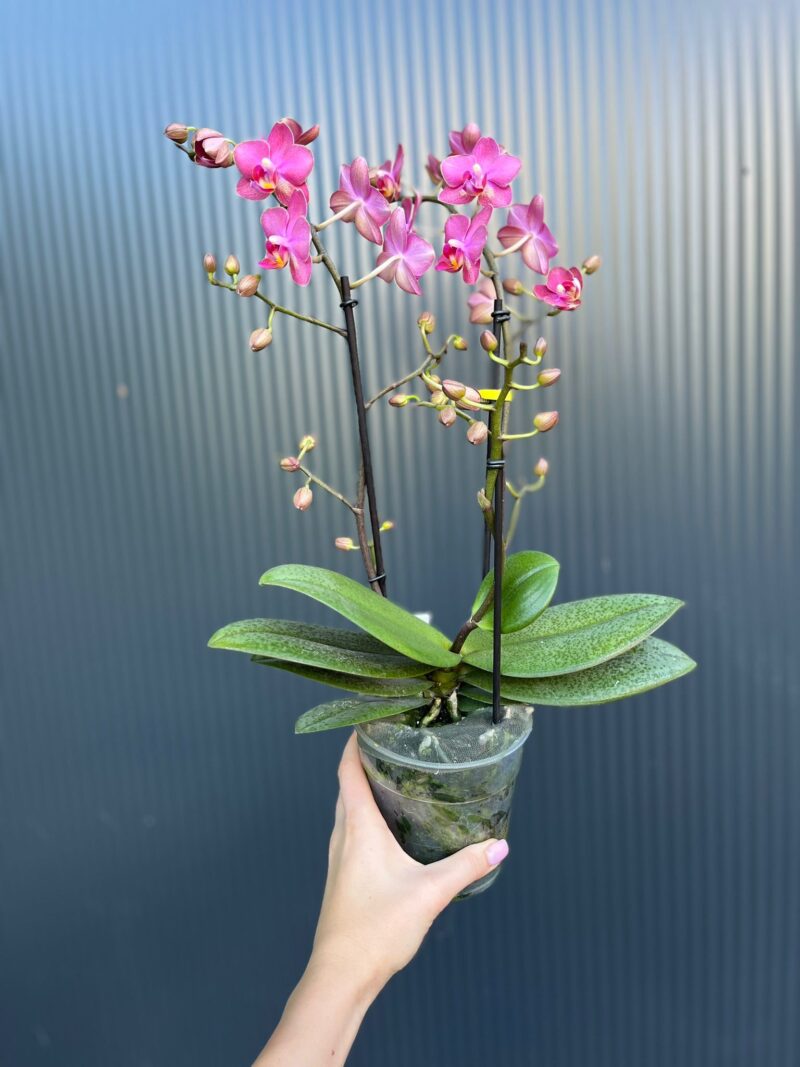 Phalaenopsis Aromio Floral | Storczyk Pachnący