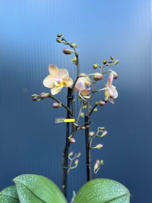 Phalaenopsis Aromio Fresh l Storczyk Pachnący