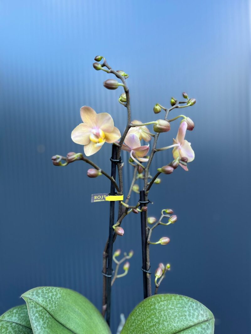 Phalaenopsis Aromio Fresh l Storczyk Pachnący