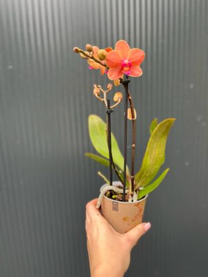 Phalaenopsis Kolibri Orange | Storczyk