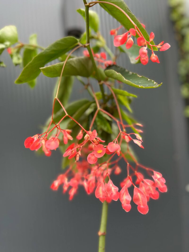 Begonia Tamaya