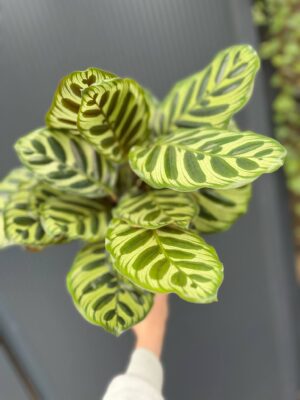 Calathea makoyana